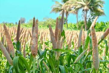Millet field in India, millet plants and seed in farm, Bajra (pearl millet) in the field