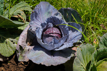 Red cabbage Plant