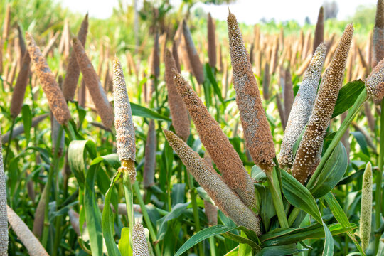 Millet field in India, millet plants and seed in farm, Bajra (pearl millet) in the field