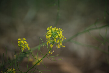 Yellow Flower in the forest