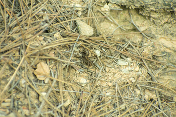 Little spider in the forest