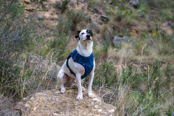 little dog in the rock of forest