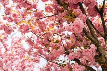 Blooming pink sakura trees, huge tree with flowers in spring