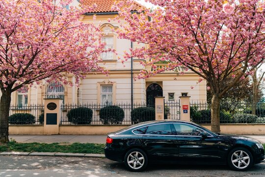 Blooming pink sakura trees on the street in Prague, spring in Vinohrady