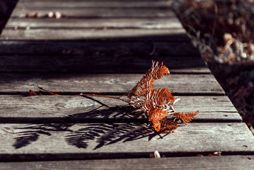 Autumn mood with leaf on a wooden planks.