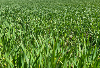 Green Grass Background