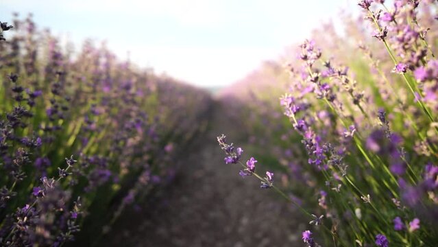 Lavender fields with fragrant purple flowers bloom at sunset. Lush lavender bushes in endless rows. Organic Lavender Oil Production in Europe. Garden aromatherapy. Slow motion, close up