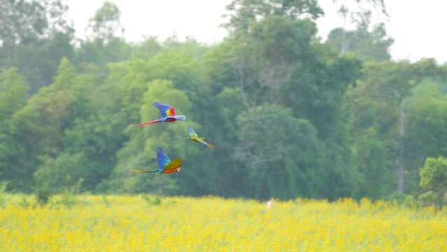 Scarlet Macaw (Ara macao)  free flying on the sky