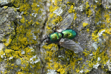 Closeup on a European metallic green tachinid fly, Gymnocheta viridis, warming up at the bark of a...