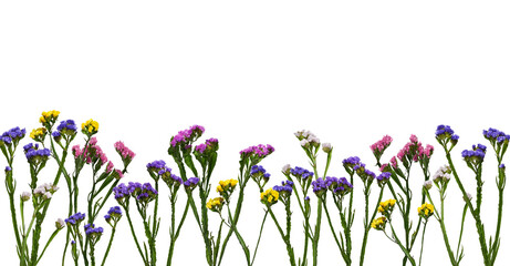 A floral border of colorful flowers Limonium sinuatum (Statice) isolated on white background.