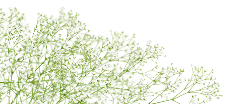 透明な背景で自由に使える、奥行き感があるかすみ草