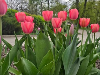 red tulips,tulips, red tulips
