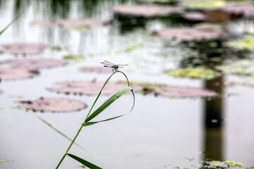 View of the dragon fly on the pond