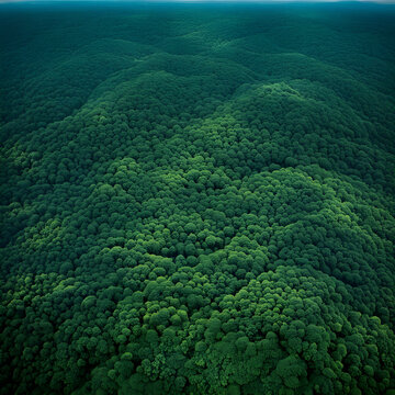 Discovering the Enchanting Beauty of the Amazon Rainforest