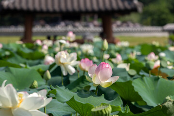 View of the lotus in the park