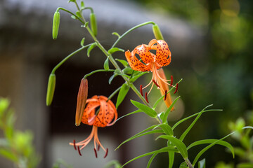 View of the tiger lily in the park