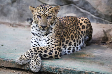 Obraz premium The leopard tiger is cute and speed wildanimal in zoology.