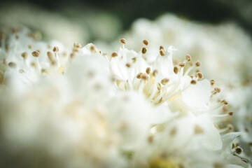 Blossom in close-up