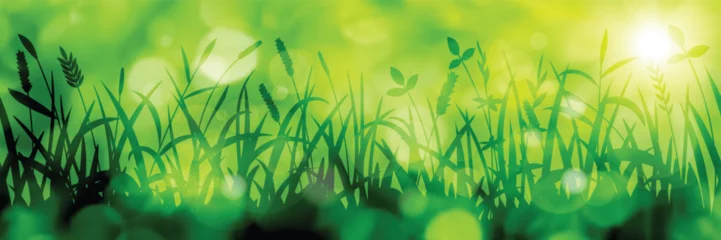Fotobehang Wild grass on a spring morning, bright spring meadow, vector illustration  © Valerii