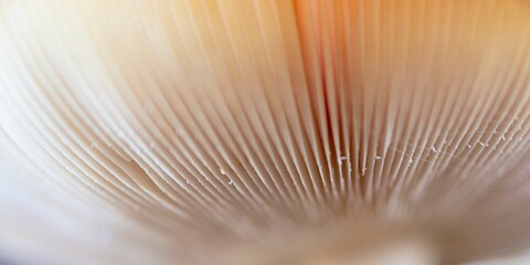 Macro shot of under a cap of a fly agaric mushroom.