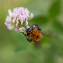 Selective focus of a bumblebee on a thistle in a field with a blurry background - obrazy, fototapety, plakaty