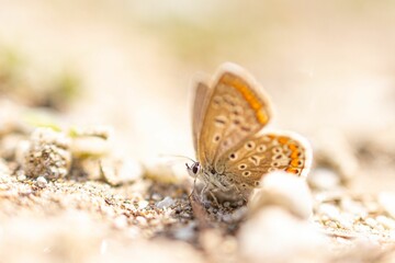 Closeup of a common blue butterfly on the sand with a blurry background