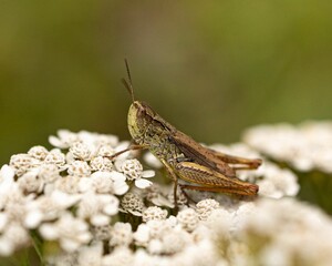 Closeup of a cricket on white wildflowers in a field under the sunlight
