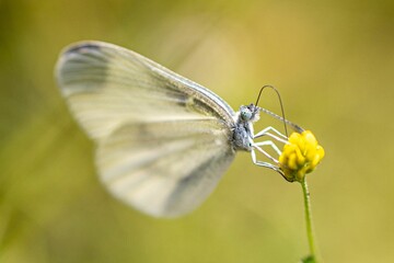 Closeup of a wood white butterfly on a yellow flower in a field