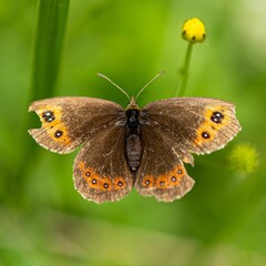 Closeup of a scotch argus butterfly in a field under the sunlight