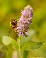 Selective focus of a bumblebee on spearmint in a field with a blurry background - obrazy, fototapety, plakaty
