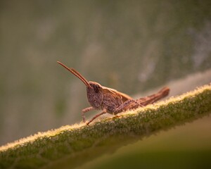Closeup of a grasshopper on a plant in a field under the sunlight