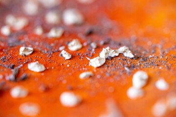 Selective focus of a fly agaric under the sunlight with a blurry background