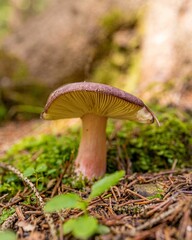 Vertical shot of a Russula queletii growing in a forest with a blurry background