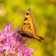 Closeup of a Small tortoiseshell on a flower in a field under the sunlight with a blurry background