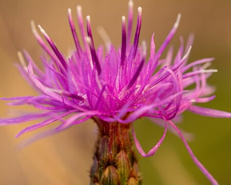 Closeup of a Spotted knapweed in a field under the sunlight with a blurry background