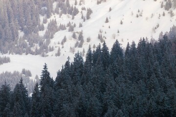 Beautiful view of a snow-covered mountain with fir trees on a winter day