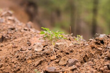 Close-up shot of a green spruce grown in the fresh soil
