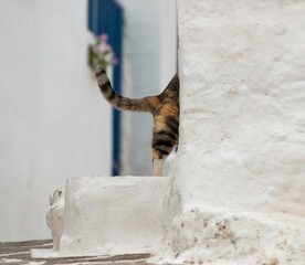 Closeup of a cute cat entering the building with white facade