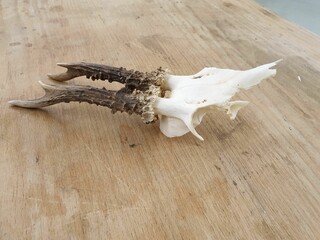 Closeup shot of a roe deer skull on a wooden table
