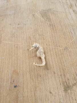 Vertical closeup shot of a skeleton of a Sea Horse on a wooden surface