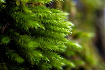 Macro shot of a green prophets or krypheus moss