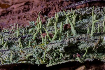 Macro shot of green Cladonia Lichen on a rocky surface