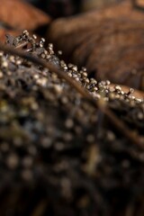 Vertical closeup shot of macro mushrooms growing in the forest