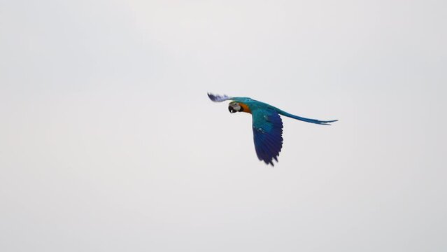 blue and yellow macaw free flying on the sky