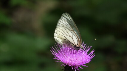 farfalla su cardo selvatico