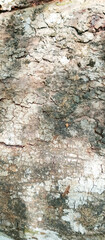 objects for backgrounds and wallpapers of mobile phones and computers, taken from a close distance