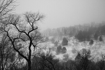 Aerial view of a snowy forest with bare trees in Minnesota