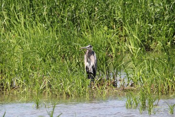 Blue heron surrounded by plants near lake