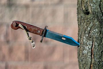Military old bayonet knife in a tree, closeup, outdoors. Bayonet-knife made during the Soviet Union - 783627682