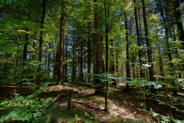 forest in spring